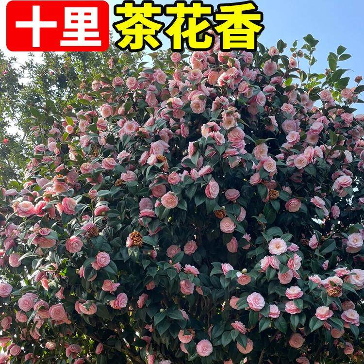 山茶花种籽子花卉种子花木种子林木种子盆栽山茶花树四季易种种籽