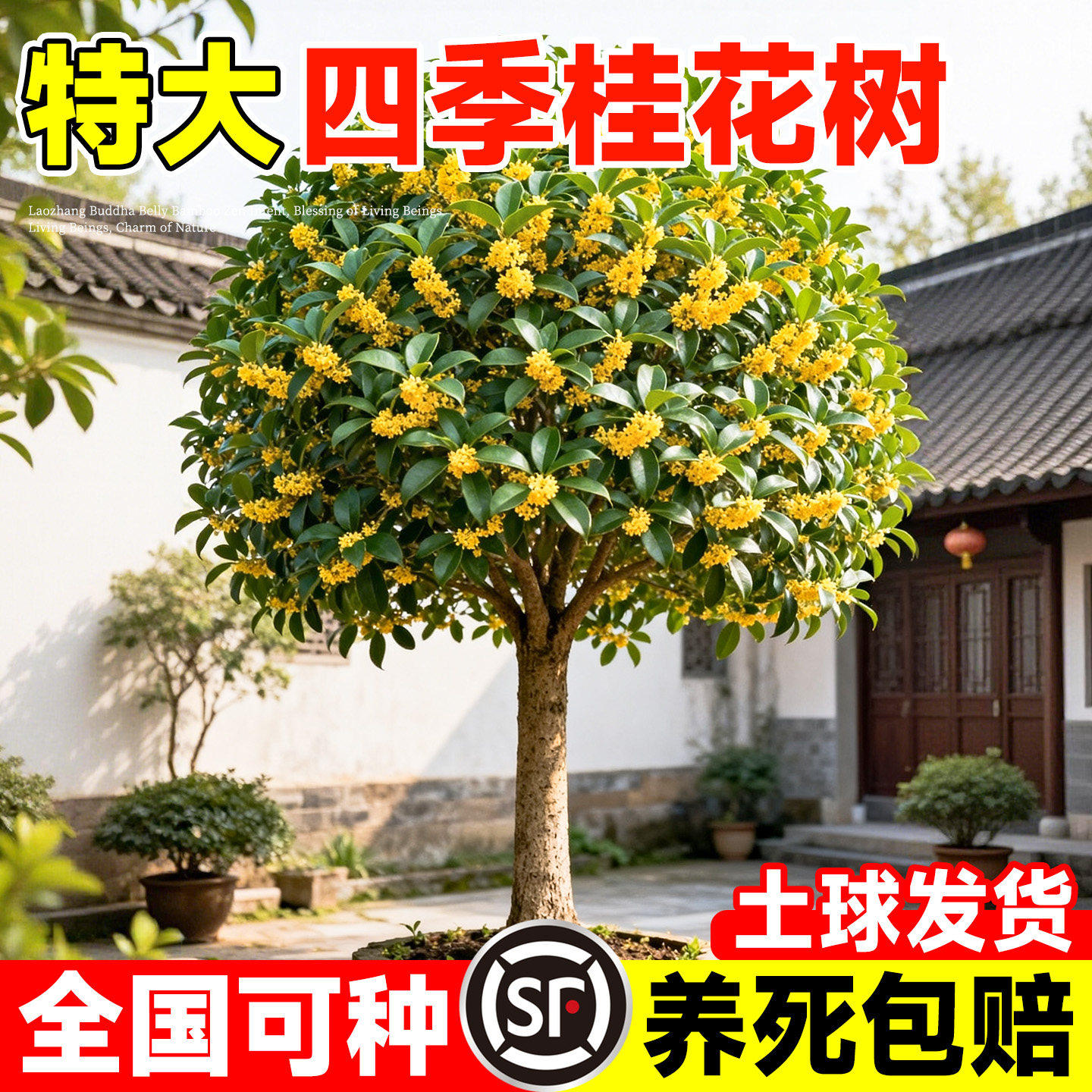特大四季桂花树苗庭院地栽图片