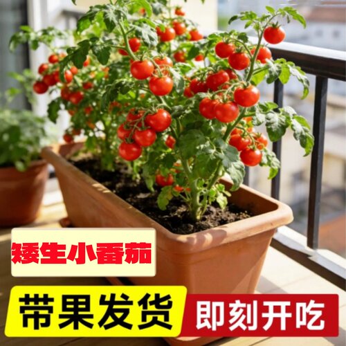 矮生番茄苗秧盆栽西红柿千禧小圣女果蔬菜苗种子四季水果阳台种植