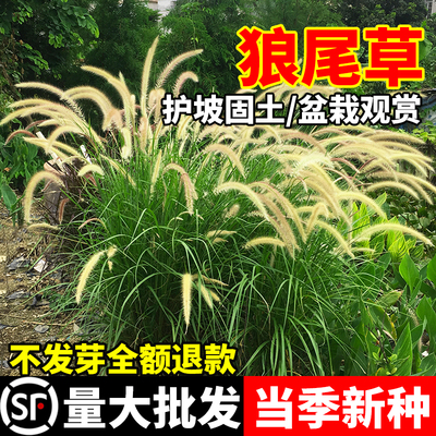 狼尾草种子紫穗狼尾草籽公园庭院观赏道路边坡绿化狗尾巴草籽孑