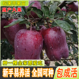 蛇果苹果树苗嫁接苹果苗盆栽地栽阳台庭院南北方种植当年结果高产