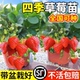 奶油草莓苗原盆原土四季 结果红颜盆栽带果阳台南北方种植果苗秧苗