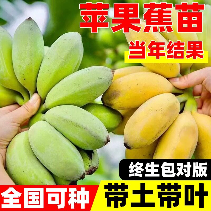 苹果香蕉果树苗中蕉9号矮化粉蕉苗当年结果芭蕉皇帝蕉南北方种植
