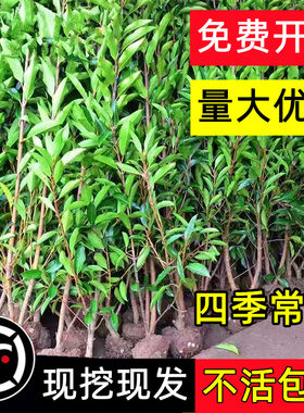 法国冬青树苗庭院绿篱篱笆围墙耐寒珊瑚树四季常青北海道大叶黄杨