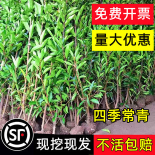 法国冬青树苗庭院绿篱篱笆围墙耐寒珊瑚树四季常青北海道大叶黄杨