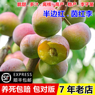 四川脆甜空心李半边红李子苗嫁接脱骨茵红李树苗盆地栽南北方种植