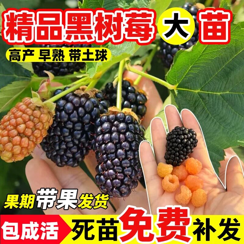 四季黑树莓苗野生无刺覆盆子黑水晶树莓树苗盆栽地栽南方北方种植