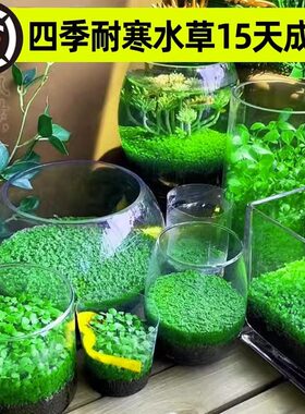水草种子生态玻璃瓶真植物