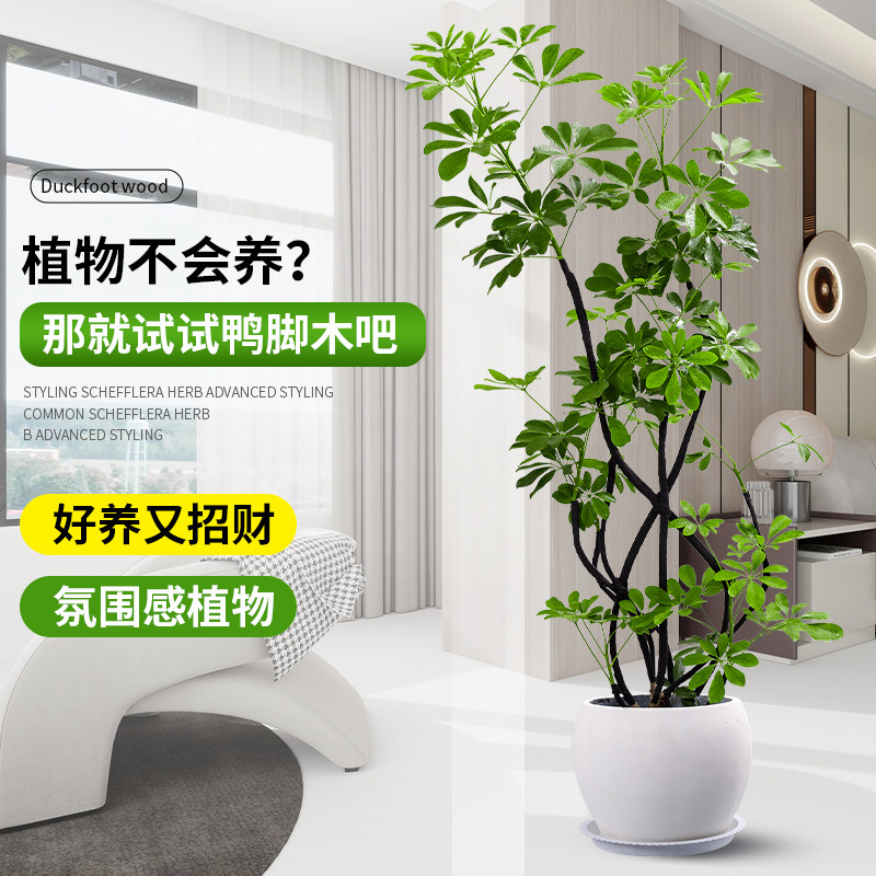 造型鸭脚木客厅大盆栽鸭掌木鹅掌柴室内落地式大型四季常青绿植物