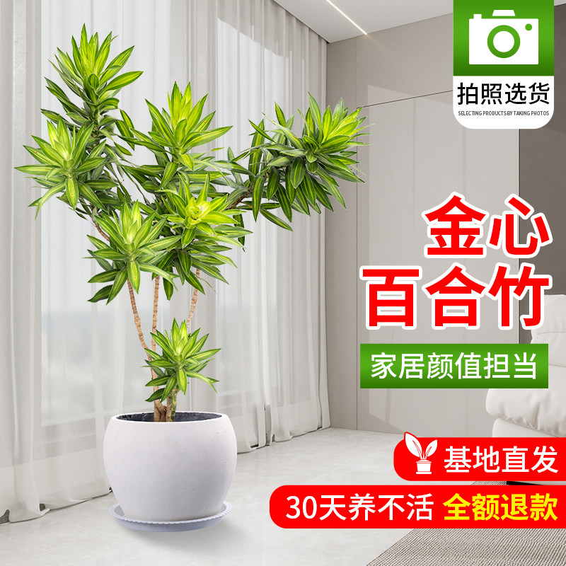 妃里香客厅绿植室内大型盆栽