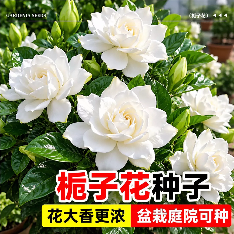 栀子花种子芳香型易活盆栽阳台室内外观花植物四季播种花籽种籽孑