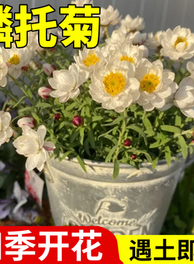 鳞托菊花籽永生菊种子白色永恒可做干花四季开花易活盆栽花苗种籽