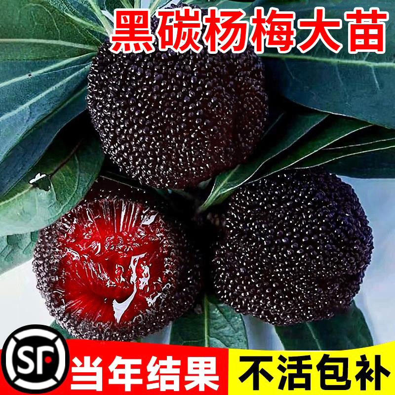 黑碳杨梅大苗仙居东魁树苗南方嫁接水果树苗早熟特大东槐当年结果
