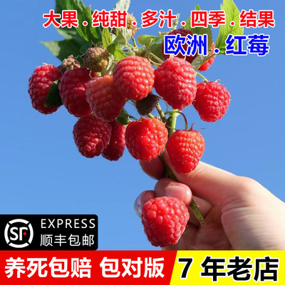 双季无刺红树莓苗欧洲智利香甜多汁红树莓树苗覆盆子果苗当年结果