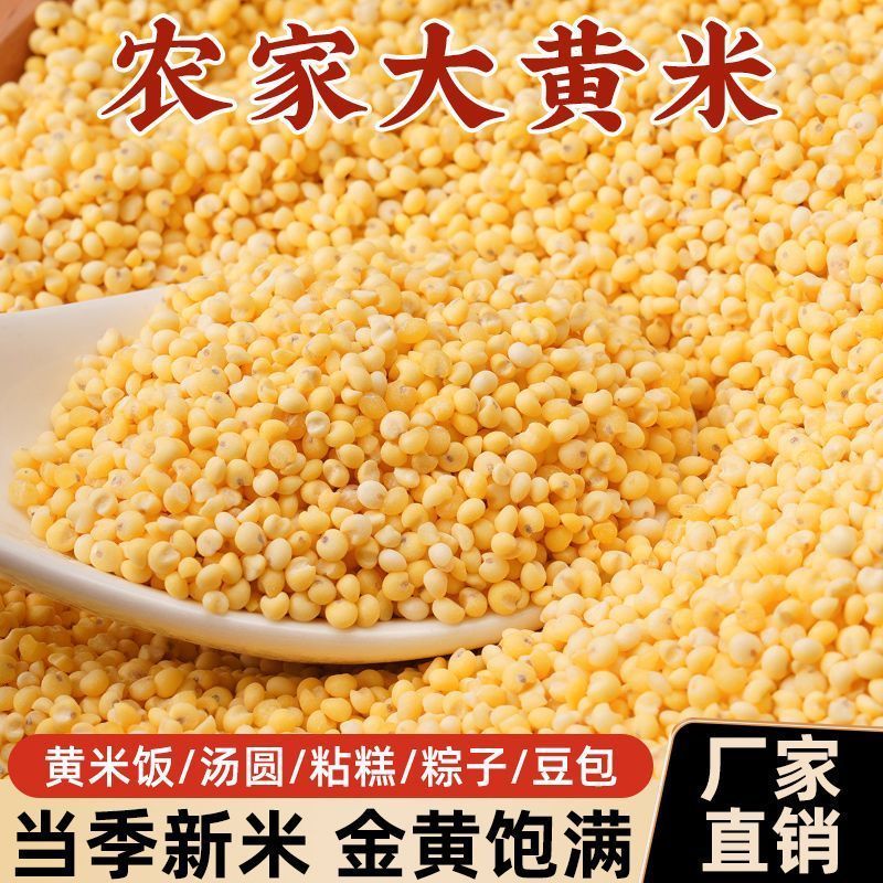 精选大黄米新米农家黏黄米朝阳大黄米糯大黄米汤圆粽子黄米饭