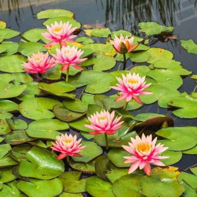 睡莲荷花基地带花苞池塘盆栽花卉庭院鱼缸湿地景观水生植物