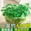 Товары от 麦依街旗舰店