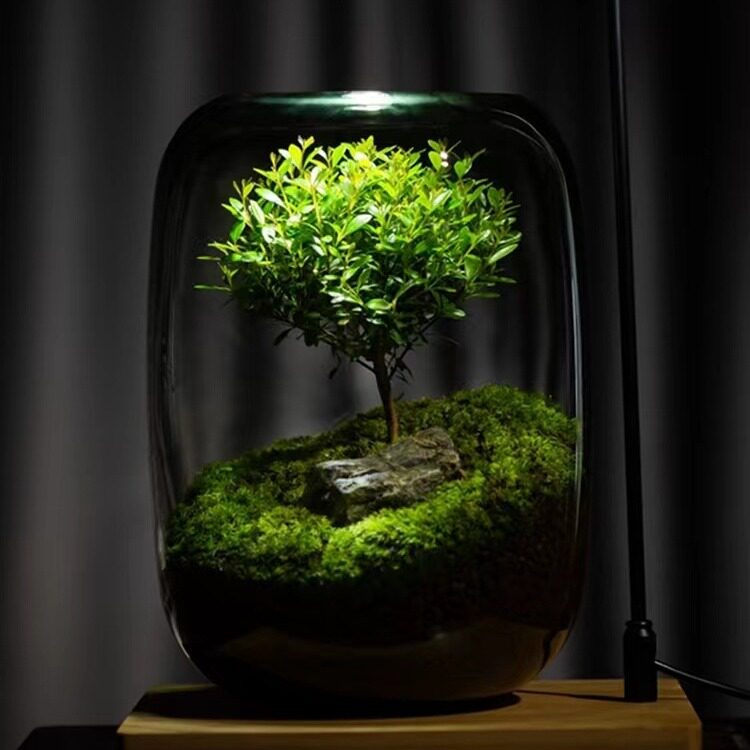 创意桌面苔藓微景观成品盆景好养鲜活绿植生态瓶盆栽现代简约花瓶