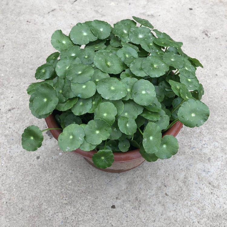 基地铜钱草盆栽花卉金钱草土培桌面盆栽绿植多肉植物 鲜花速递/花卉仿真/绿植园艺 水生植物 原图主图