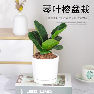 北欧风ins琴叶榕小盆栽室内耐阴绿植办公室桌面易养创意水培植物