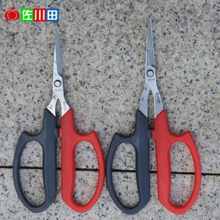 佐川田翘头采果修花稀果剪葡萄枇杷橘子疏果剪花椒修果专用剪刀