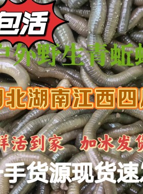 江苏活体野生户外青蚯蚓鲜活钓鱼饵黑蚯蚓野钓黑坑翘嘴鲶鱼黄鳝饵