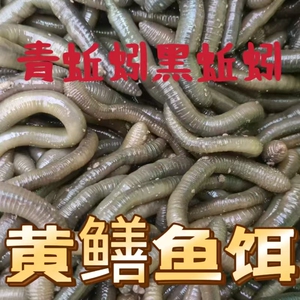 江苏户外青蚯蚓钓黄鳝蚯蚓活饵鲜活黑蚯蚓青蚯蚓活体垂钓综合鱼饵