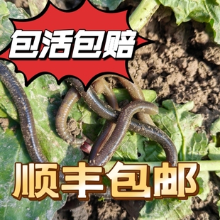 江苏户外新鲜青蚯蚓稻田黄鳝笼现货野钓活的黑蚯蚓抓鳗鱼鲜活蚯蚓