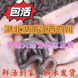 户外野生青蚯蚓鲜活黑蚯蚓钓黄鳝蚯蚓臭蚯蚓土蚯蚓钓鱼活饵现货发
