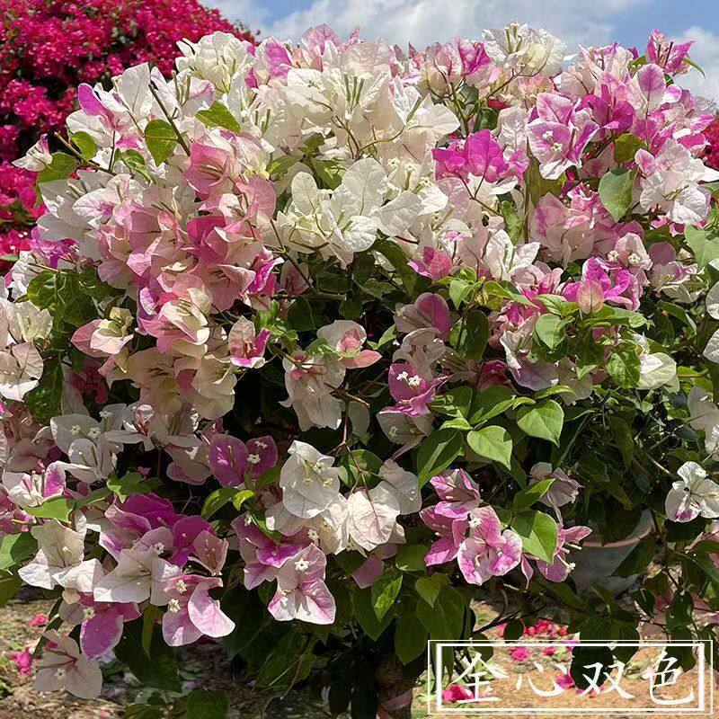 三角梅盆栽带花爬藤爬墙花卉植物易活攀爬树苗四季老桩苗阳台开花