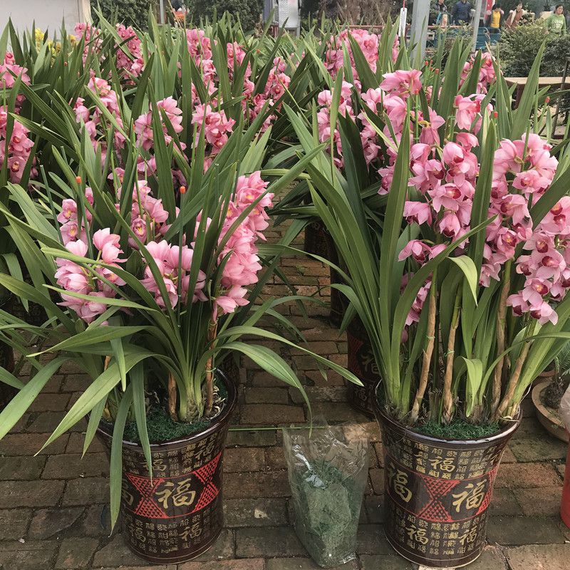 兰花苗带花苞墨兰兰花盆栽花卉植物四年花浓香金边建兰四季兰名.