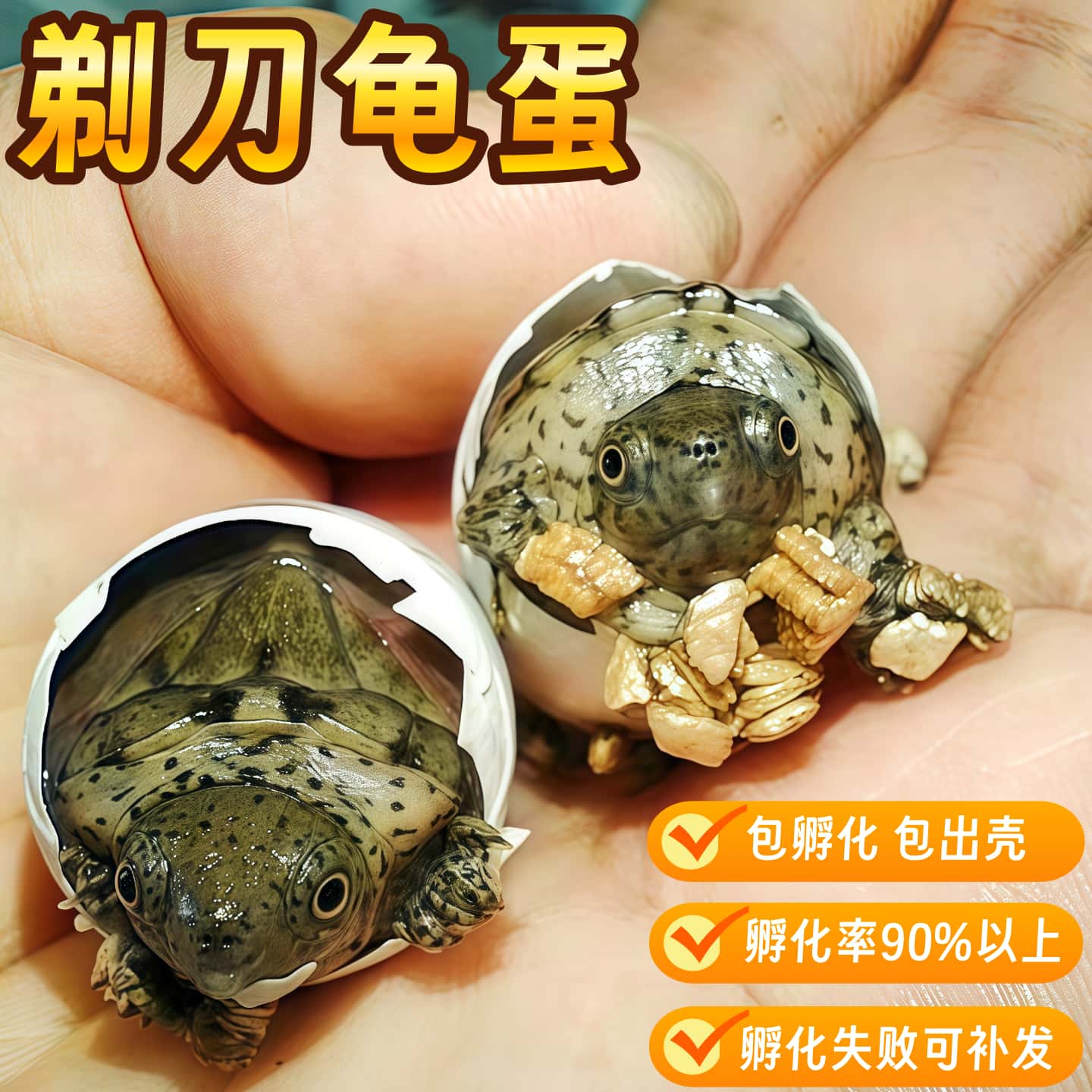 深水剃刀龟苗蛋可孵化受精龟蛋网红宠物龟包受精包孵化送孵化工具