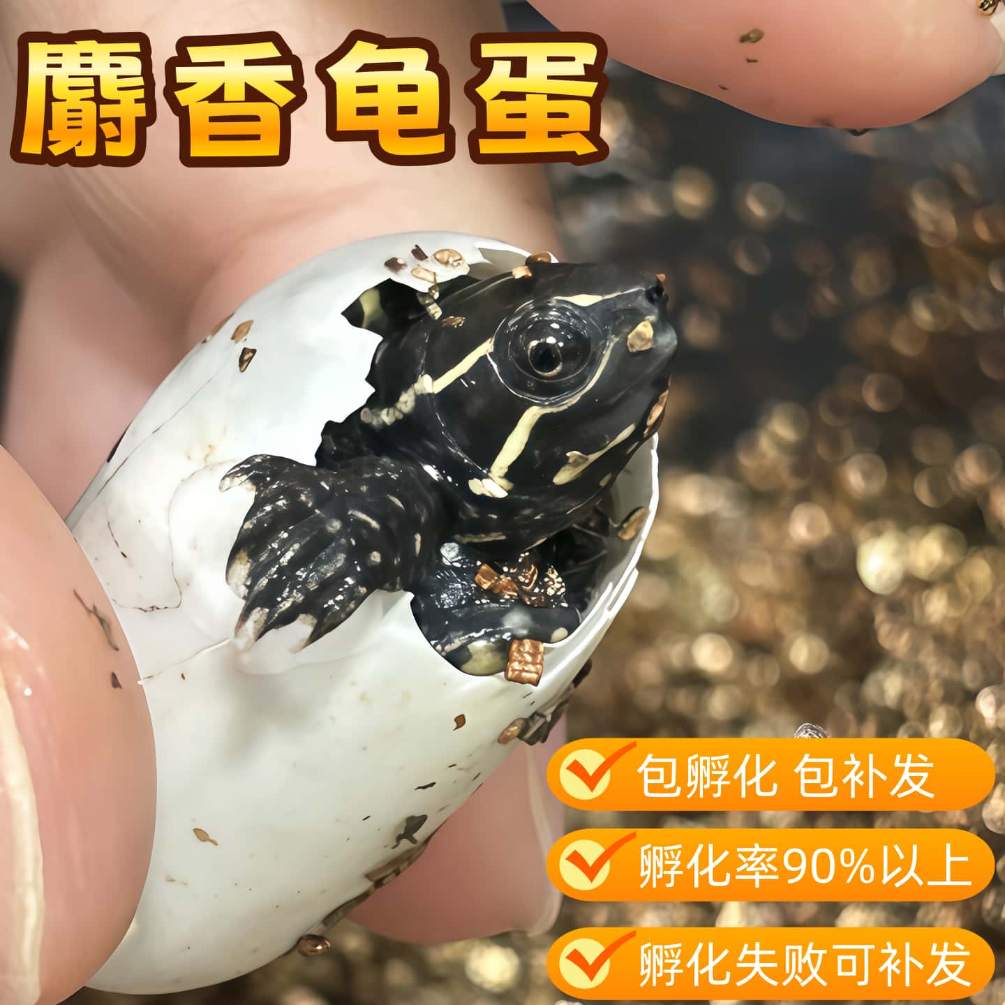 麝香龟蛋可孵化受精龟蛋观赏龟宠物龟观赏龟包受精包孵化送工具