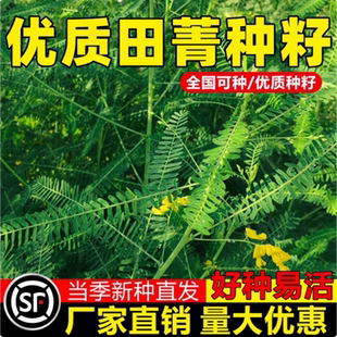优质田菁种子耐碱青涝豆田青四季牧草护坡固土果园固氮绿肥草种籽