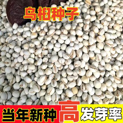 新采乌桕种子腊子树种子山乌桕种子桕子树木子树四季播种林木种籽