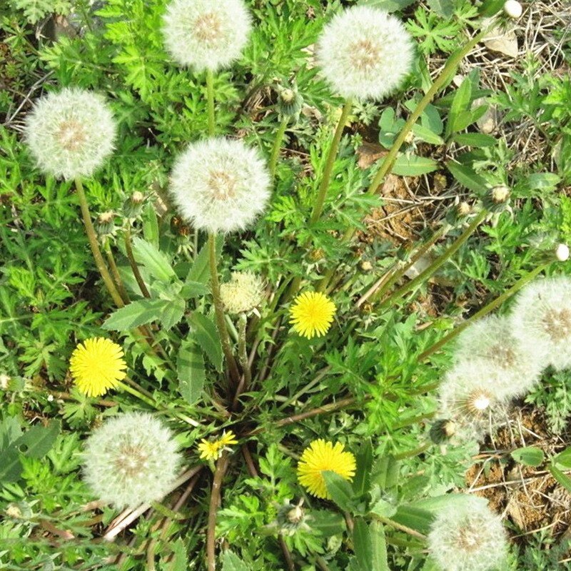 野生蒲公英种子种籽四季婆婆丁春秋冬季野菜种孑药盆栽蔬菜青菜