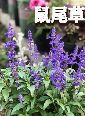 蓝色的花鼠尾草种子庭院耐阴植物花种籽子四季播种开花一串蓝色的