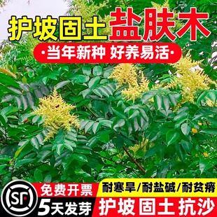 盐肤木种子四季常青耐寒多年生护坡固土易种植易栽培耐寒草籽灌木
