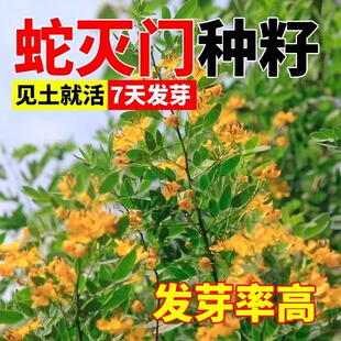 蛇灭门种子四季种植望江南野决明凤仙花蛇倒退防蛇驱蛇植物草种籽