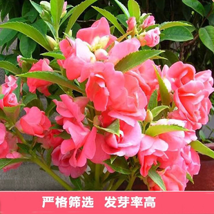 急性子种子凤仙花种子指甲花种子绿植花卉种子盆栽花混色种子包邮