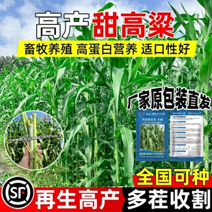 甜高梁种子饲用甜高粱牧草种籽多年生畜牧养殖四季再生甜高粱杆孑