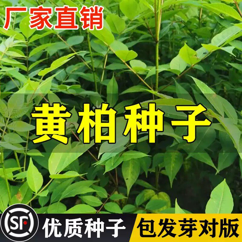 黄柏种子药材黄檗圆柏檗木黄菠萝籽川黄柏种子园林绿化林木树种子