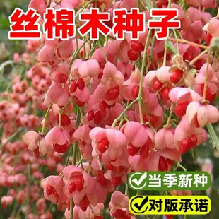 丝棉木种子新采丝绵木树苗种籽嫁接卫矛金丝吊蝴蝶北海道黄杨砧木
