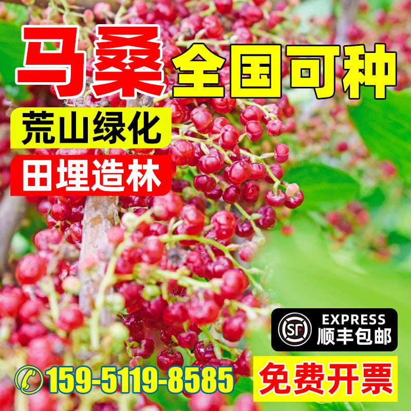 马桑种子四季车桑子木豆猪屎豆马棘种籽醉鱼桑葚桑树护坡灌木种籽