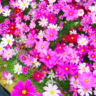格桑花种子一年多季开花室外庭院花海多彩易活矮杆波斯菊花籽