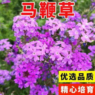 马鞭草柳叶种子多年生耐寒花籽婚纱摄影花海景观花种籽盆栽种孑