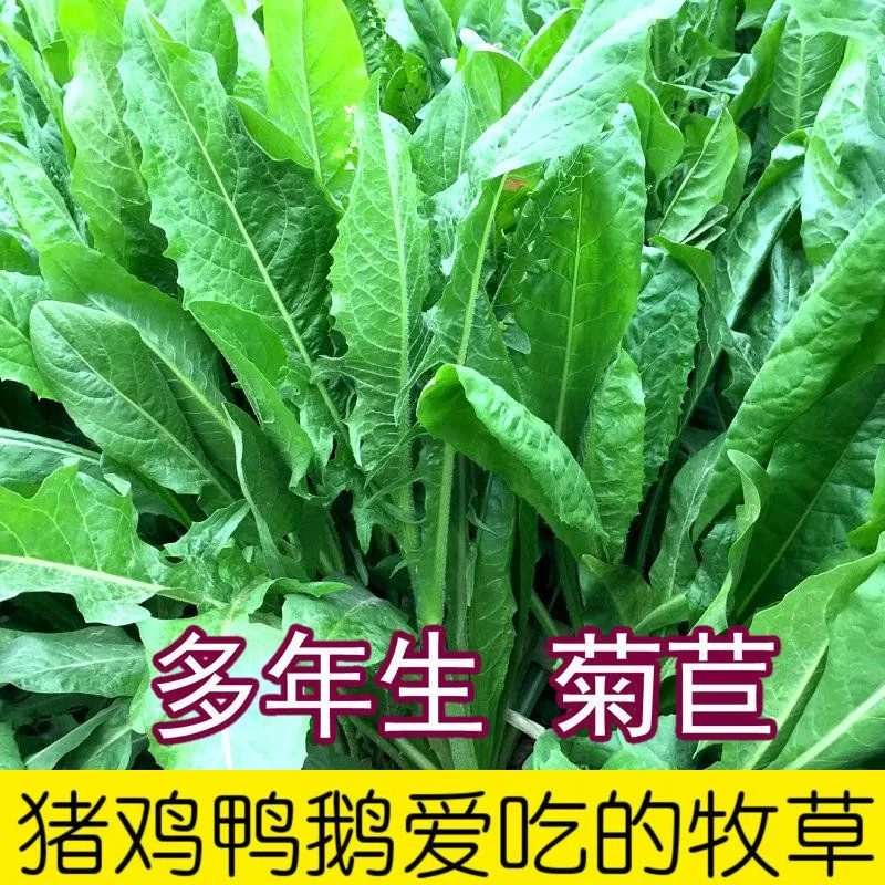 大叶菊苣草种籽多年生四季养殖牧草种子喂猪鸡鸭鹅牛羊鱼兔子草籽
