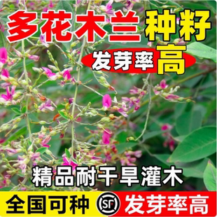 多花木兰种子种籽多花木蓝优良饲用灌木蜜源植物是优良的豆科牧草