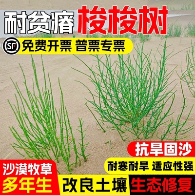 抗旱固沙种子梭梭树种籽毛条种子培育肉苁蓉的好树木沙漠先锋灌木