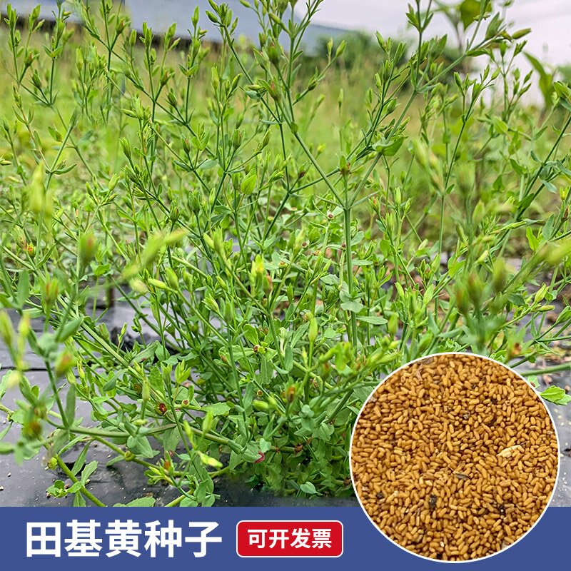 野采田基黄种子地耳草雀舌草潮汕黄花仔金锁匙草秋冬播种药材种子